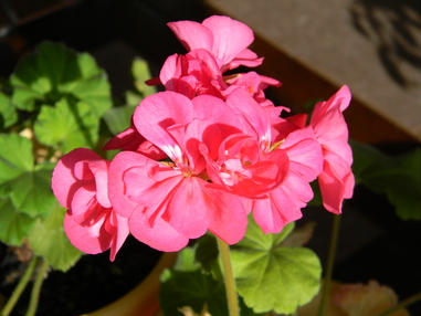 Первое цветение