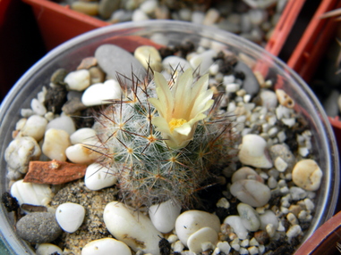 Первое цветение mammillaria prolifera