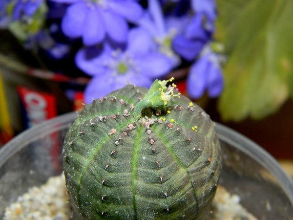 Цветет euphorbia obesa