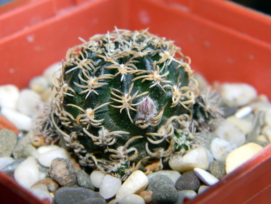 Lobivia schieliana собирается цвести