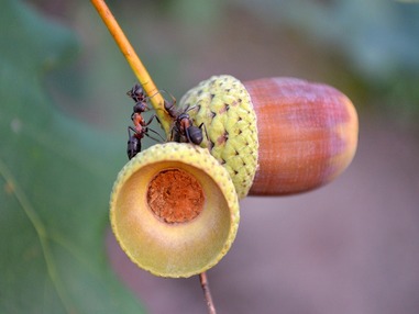8 месяцев развития ростка из желудя в 3-минутном видео