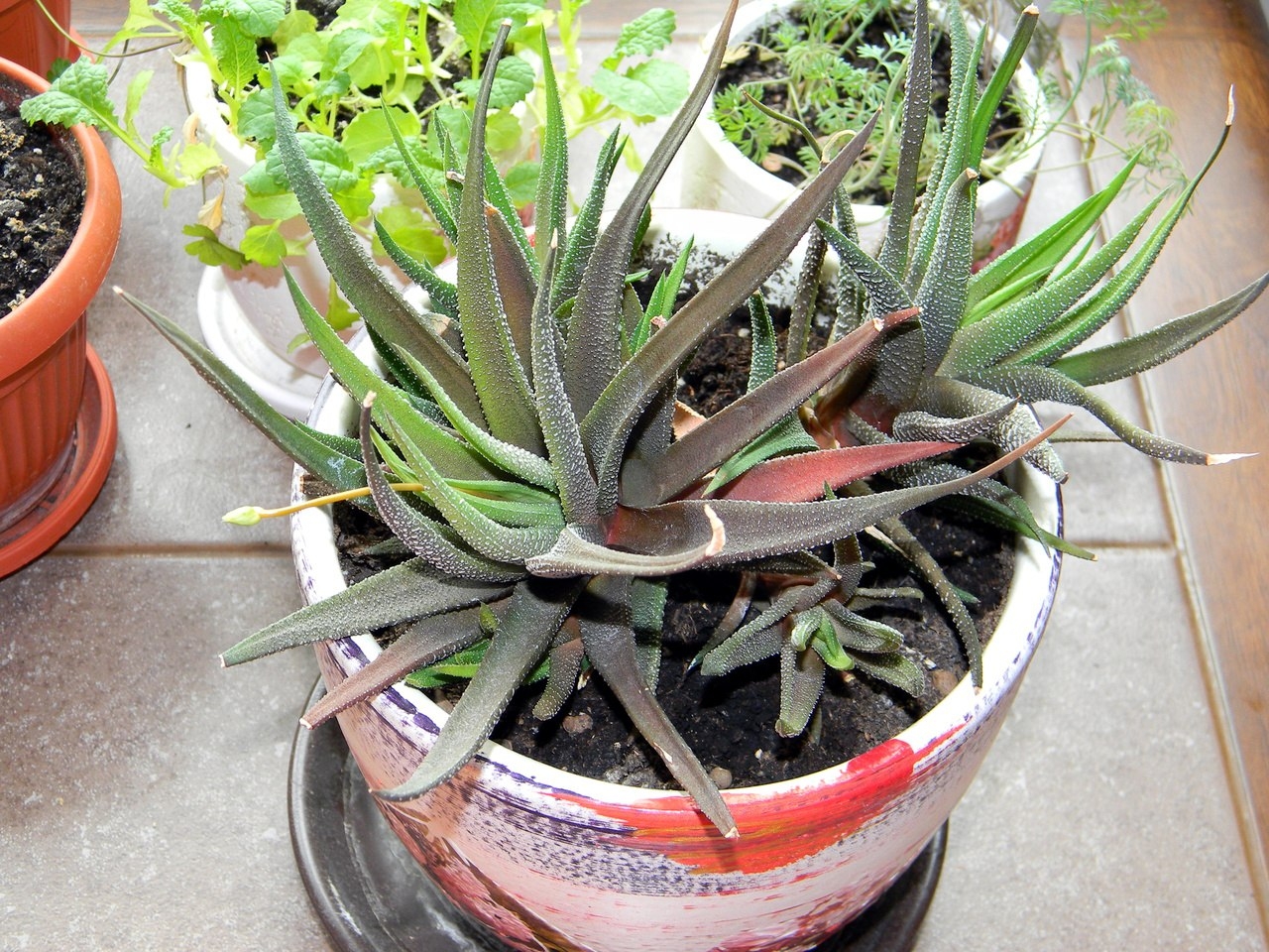 haworthia attenuata