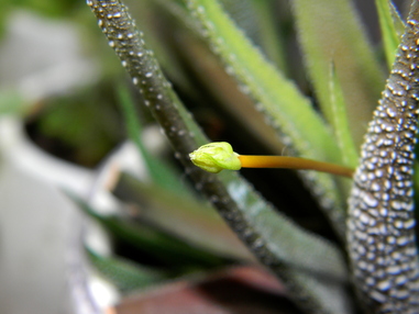 Haworthia attenuata цветет