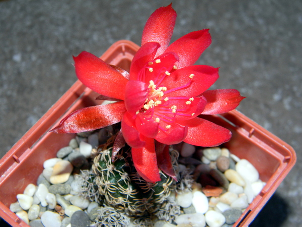 Lobivia schieliana цветет