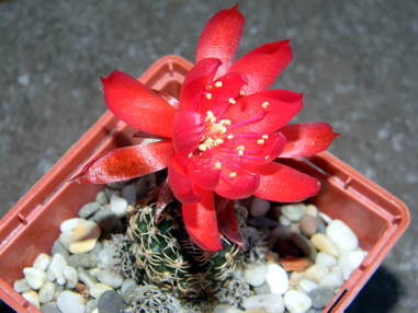 Lobivia schieliana цветет