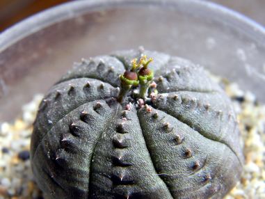 Молочай тучный: женские цветки