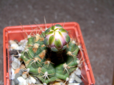 Gymnocalycium anisitsii