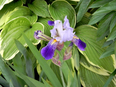 20 лучших многолетников для сада