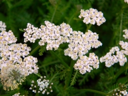 тысячелистник