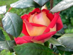 выращивание роз на участке