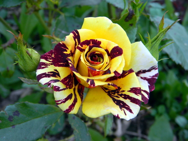 Куда посадить розу