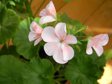 Пеларгония Райпл