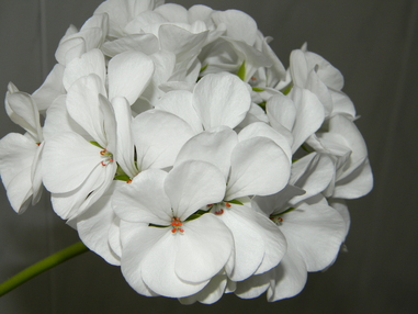 Пеларгония Рафаэлла