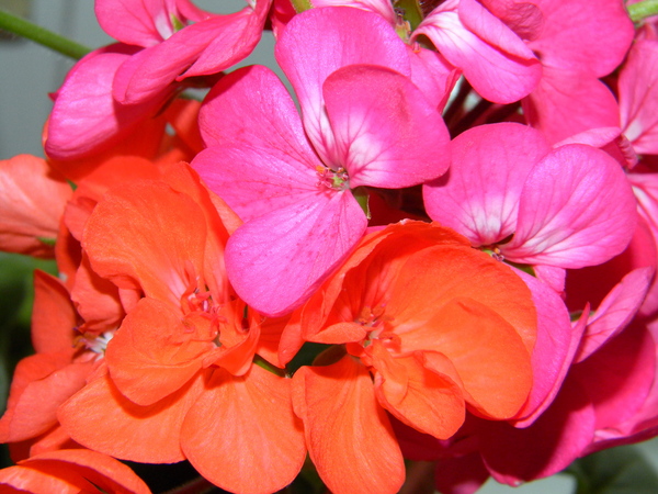 Еще немного безымянных пеларгоний