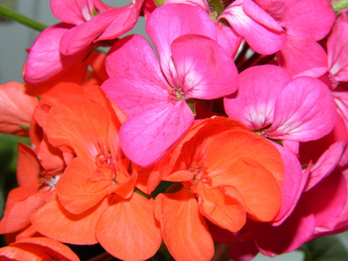 Еще немного безымянных пеларгоний