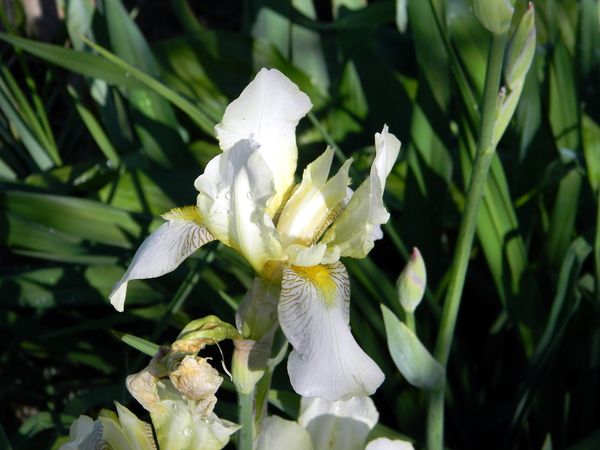 5 фактов об ирисах