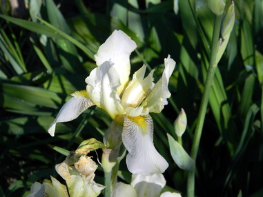 5 фактов об ирисах