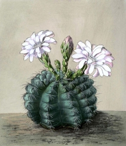 Gymnocalycium anisitsii