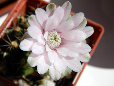 Gymnocalycium anisitsii цветет