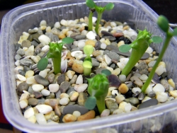 сеянцы молочая тучного вытягиваются