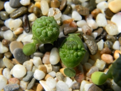 сеянцы молочая тучного 2 месяца