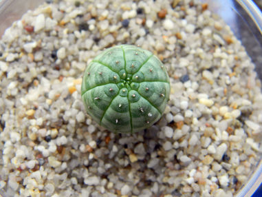 Как вырастить молочай тучный из семян