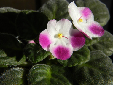 Фестиваль фиалок в Тулузе