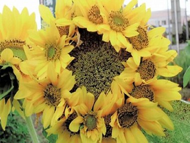 Цветы из Фукусимы на вершине популярности