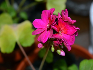 Розово-алая пеларгония