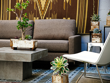 Прекрасный пример бонсай из крассулы