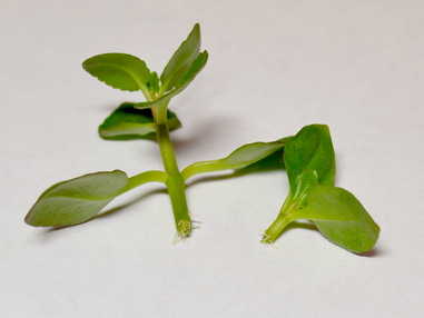Можно ли укоренить каланхоэ без воды и земли
