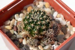 как поливать домашние кактусы