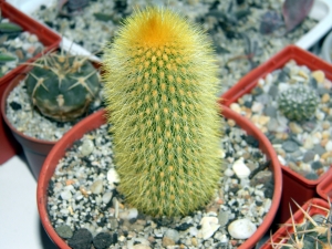 советы по поливу кактусов