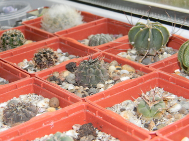 Уход за кактусами: полив без ошибок