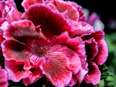 7 комнатных растений, цветущих зимой