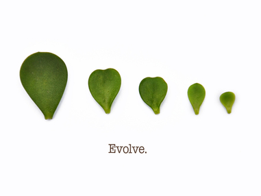 Как уменьшаются листья бонсай