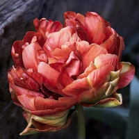 тюльпан тюльпан