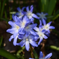 пролеска сибирская пролеска сибирская