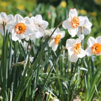 нарцисс нарцисс