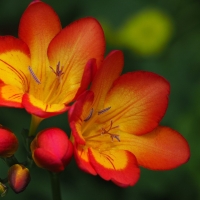 фрезия фрезия