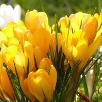 крокус крокус