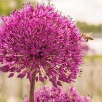 аллиум аллиум