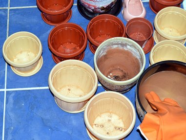 Как распознать щитовку и избавиться от нее