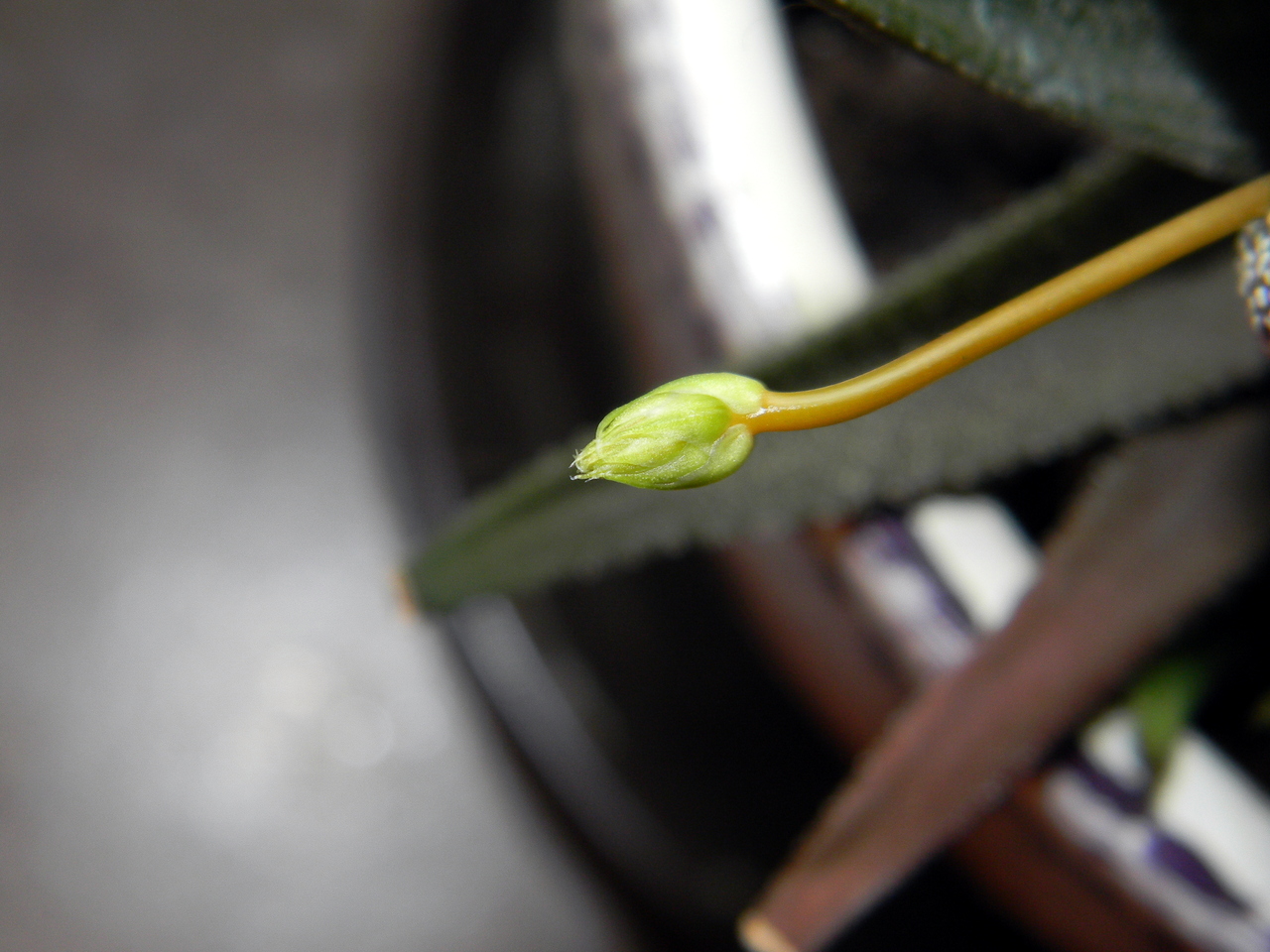 Цветок haworthia attenuata