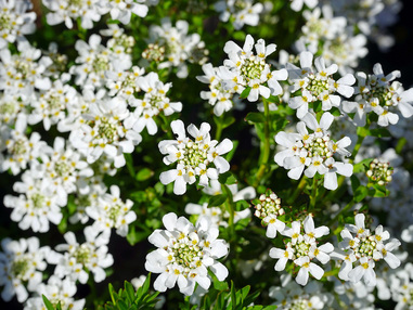 Иберис вечнозеленый