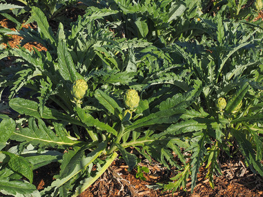 Артишок испанский