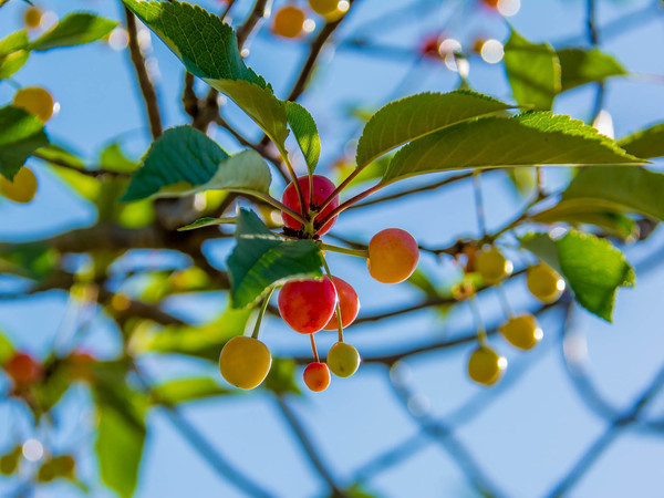 Вишня обыкновенная