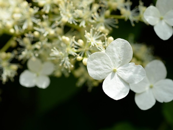 Гортензия черешчатая