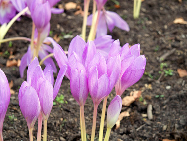 Безвременник