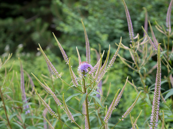 Вероникаструм виргинский